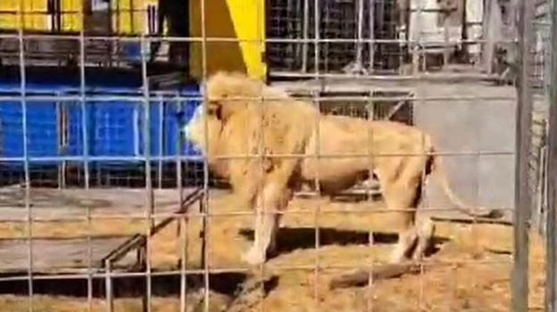 Sequestrati leoni e tigri in un circo: scatta la denuncia, prima operazione contro la detenzione illegale in Italia