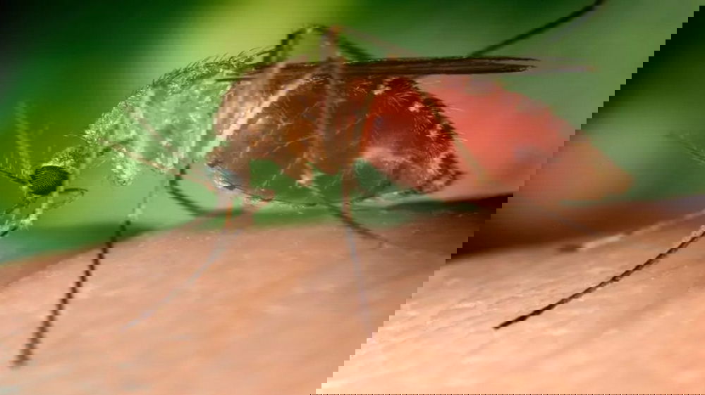 West Nile in Campania e Lazio: altri due decessi tra anziani con patologie pregresse