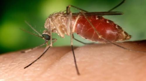 West Nile in Campania e Lazio: altri due decessi tra anziani con patologie pregresse