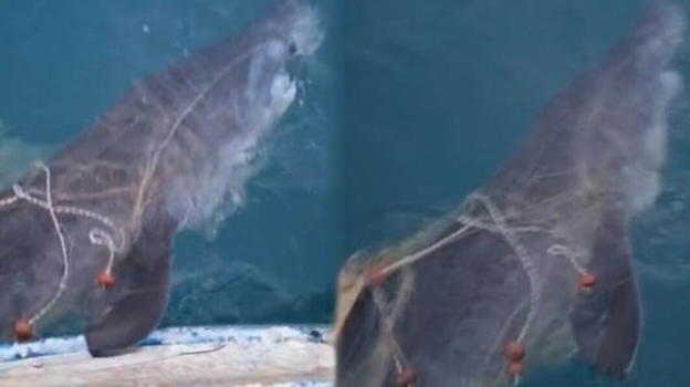 "Avvistato uno squalo tigre in Albania": ma si trattava in realtà di un cucciolo di squalo elefante