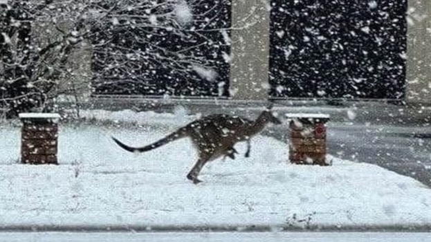 Australia sotto la neve: il Nuovo Galles del Sud imbiancato con i canguri tra i fiocchi