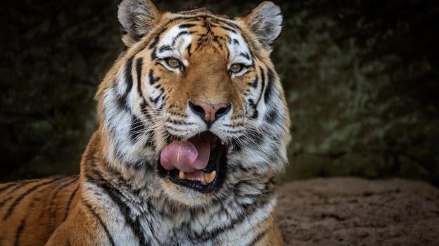 Lo zoo di Aalborg invita a donare animali domestici per nutrire i grandi predatori: polemiche e dubbi