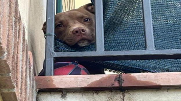 La storia di Diego, il pitbull rinchiuso in un garage senza cibo e acqua