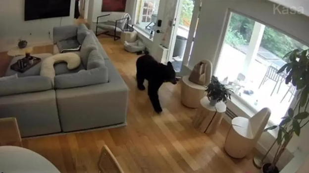 Il coraggio in formato mini: un pomerania mette in fuga un orso entrato in casa a Vancouver