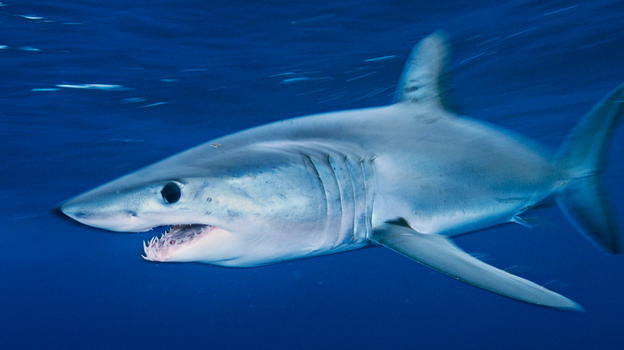 Porto Cesareo, vanno a pesca di tonni ma all’amo abbocca uno squalo Mako