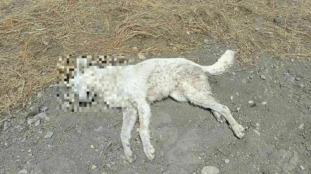 Donna denunciata per il gesto estremo contro il cane lanciato dal balcone in un momento di rabbia
