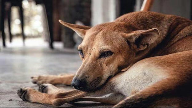 Marocco sotto accusa per la strage silenziosa di cani randagi in vista dei Mondiali 2030