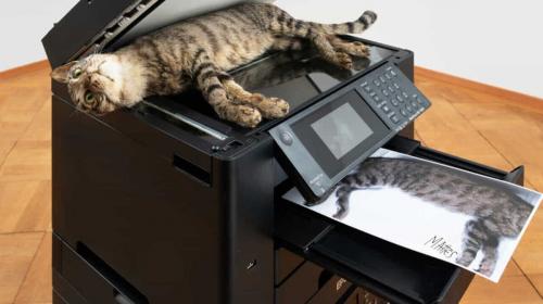 Gatto impagliato al museo: proteste della LAV