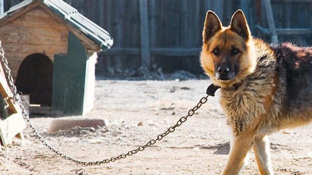 Chieti un uomo è stato multato per mille euro dopo essere stato sorpreso a tenere il proprio cane legato a catena