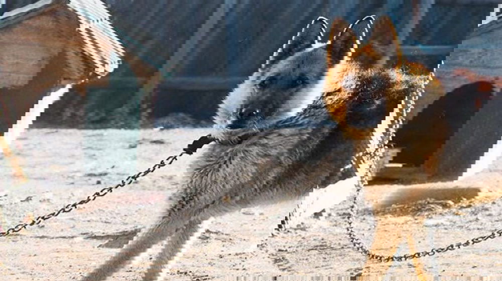 Chieti un uomo è stato multato per mille euro dopo essere stato sorpreso a tenere il proprio cane legato a catena