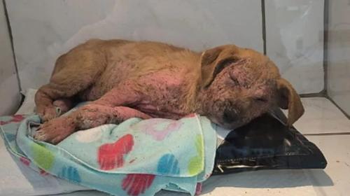 Abbandonato in un secchio, il cane si illumina appena capisce di essere stato salvato