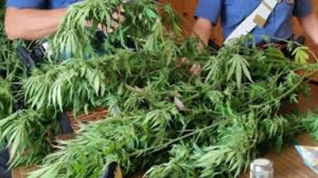Meolo, piantagione di stupefacenti scoperta in casa. La giudice lo libera con obbligo di firma