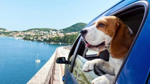 Cani grandi in viaggio in aereo: le disposizioni