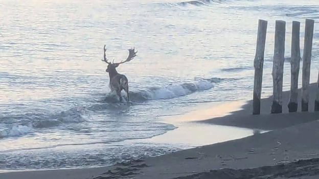Il daino di Ladispoli conquista il lungomare: tra tuffi in mare e selfie virali