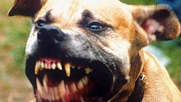 Accarezza il suo pitbull mentre dorme e viene azzannato: 80 punti di sutura