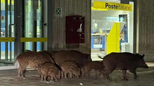 Vibo Valentia, cinghiali camminano in strada: la preoccupazione dei residenti