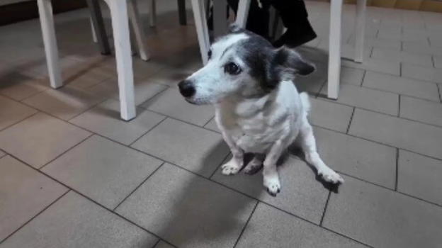 Ferrara: la tenera storia del cane Giorgio che aspetta con lealtà il padrone defunto