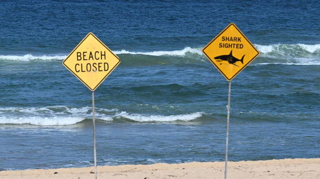 Squalo toro attacca due turisti in Australia: morta una ragazza, spiaggia chiusa