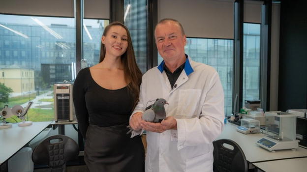 Russia testa i primi piccioni con chip cerebrale per sorveglianza urbana