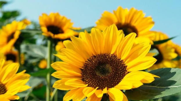 Milano: la protesta dei girasoli in nome di Alessandro Meszely
