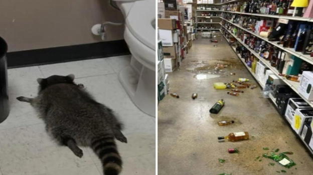 Procione si sbronza con i liquori di un negozio e sviene in bagno