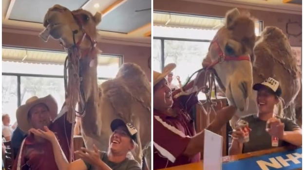 Un cammello entra nel pub e si scola una birra