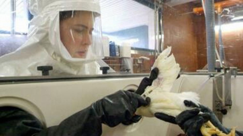 Aviaria H5N5, il primo caso umano al mondo: l’Oms avvia un monitoraggio esteso per valutare ogni possibile rischio