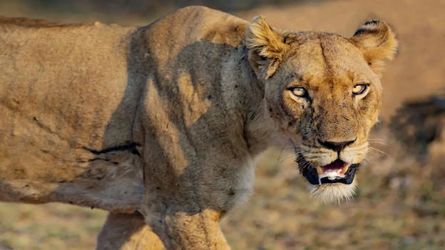 Ragazzo di 19 anni perde la vita dopo essere entrato nel recinto di una leonessa allo zoo