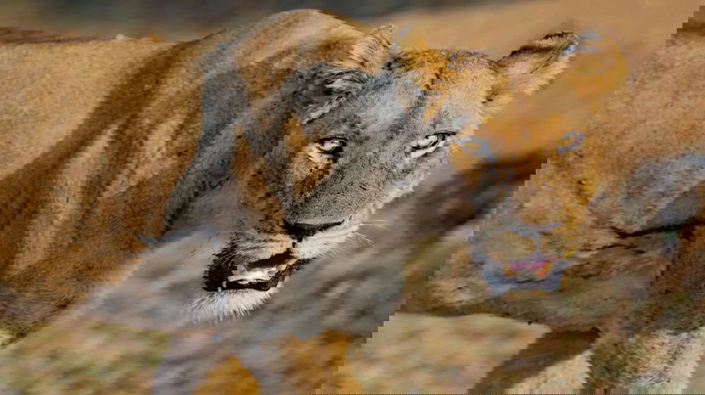 Ragazzo di 19 anni perde la vita dopo essere entrato nel recinto di una leonessa allo zoo