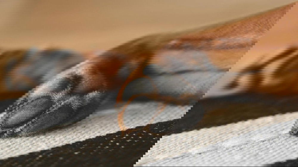 Il cane resta accanto al padrone fino all’ultimo: la storia che commuove l’Italia