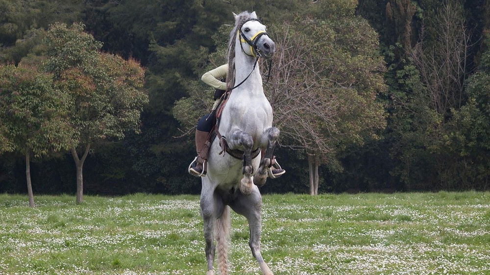 Travolt@ e schiacciat@ dal cavallo impazzito: perde la vita a Natale Jessica Caratti