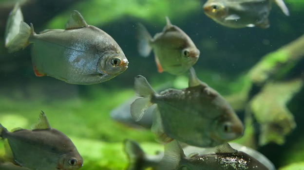 Bambina di due anni perde la vita nel fiume: una vicenda che riaccende l’attenzione sulla sicurezza nelle aree fluviali