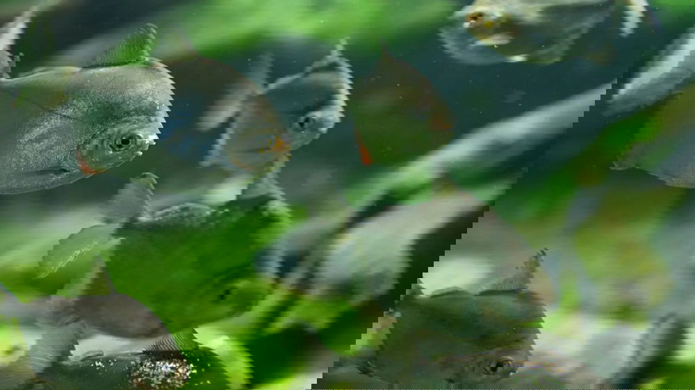 Bambina di due anni perde la vita nel fiume: una vicenda che riaccende l’attenzione sulla sicurezza nelle aree fluviali