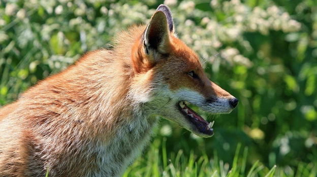 Salassa, si ferma per aiutare una volpe sulla statale 460: vigilante ricoverato in condizioni delicate