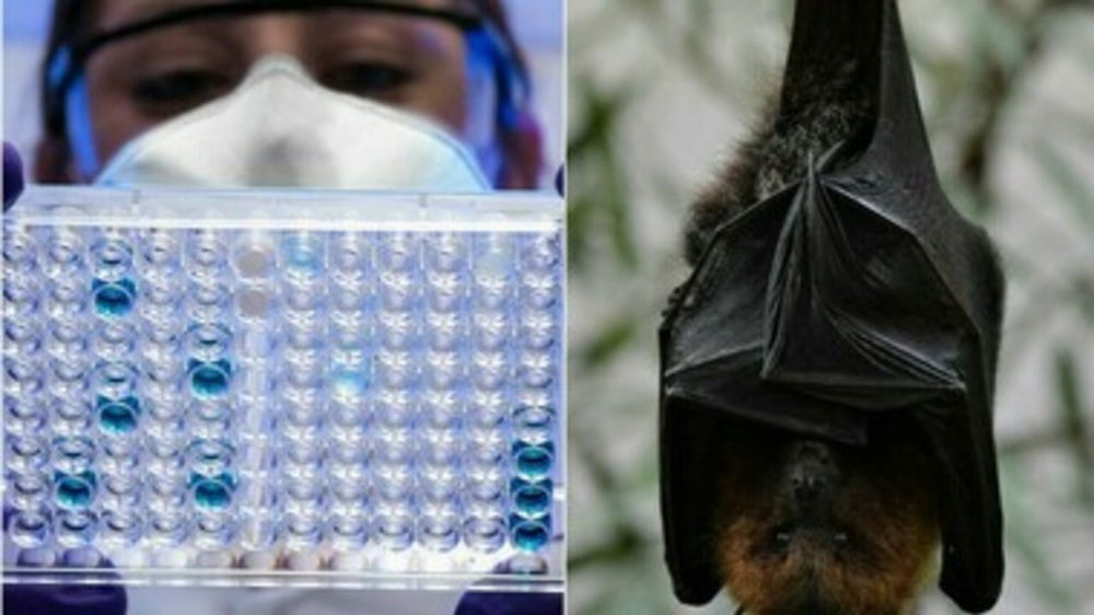 Virus Nipah, al via i primi test sull’uomo del vaccino: la ricerca prova ad anticipare il rischio globale