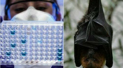Virus Nipah, al via i primi test sull’uomo del vaccino: la ricerca prova ad anticipare il rischio globale