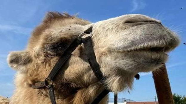 Scandalo al concorso di bellezza per cammelli in Oman: squalificati 20 animali dopo controlli degli ispettori