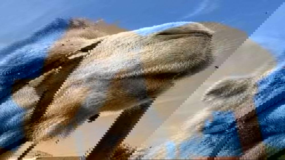 Scandalo al concorso di bellezza per cammelli in Oman: squalificati 20 animali dopo controlli degli ispettori