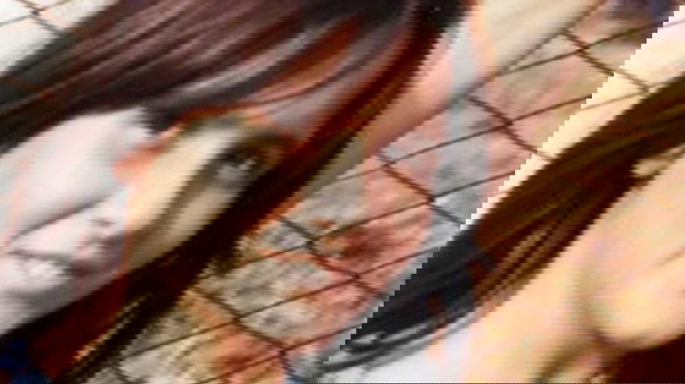 Emanuela Orlandi, il mistero della tipografia La Piramide e delle fotocopie della ragazza