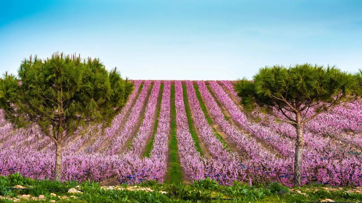 Aitona in fiore: i peschi trasformano il paesaggio spagnolo in uno spettacolo primaverile