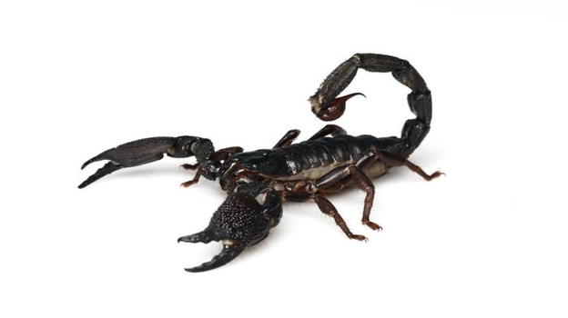 Treviso: trova uno scorpione nel pacco ordinato online