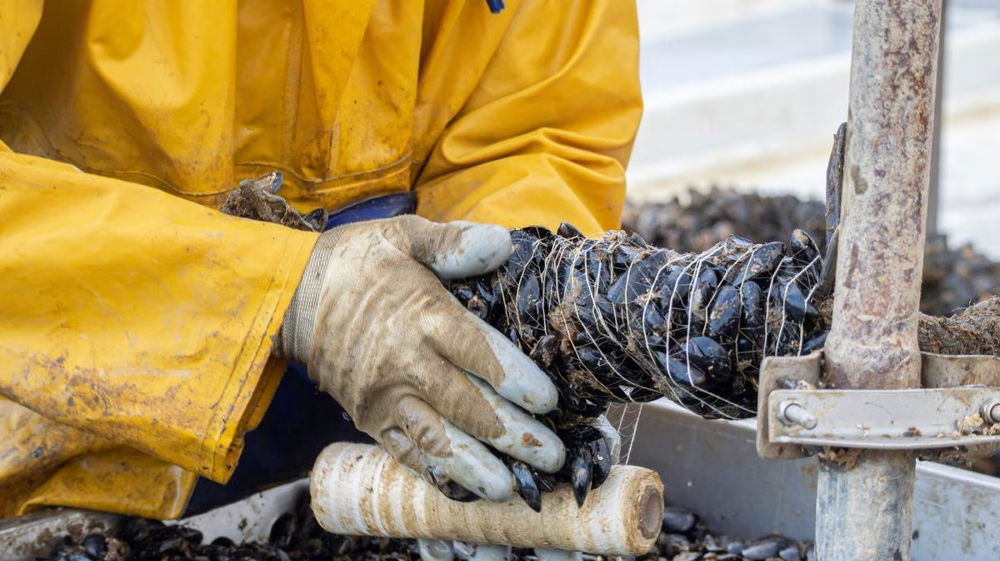 Napoli nella morsa dell’Epatite A. Sotto accusa i frutti di mare