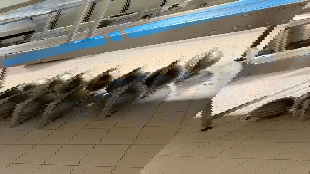 Sgradita sorpresa nell’uovo di Pasqua per una scolaresca in gita