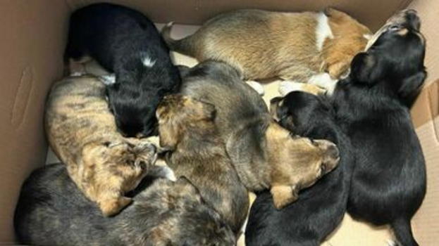 Otto cuccioli salvati su un bus a Roma: Nina diventa mascotte dei poliziotti