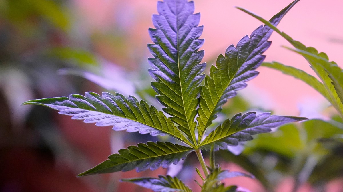 Cervello in crescita: come la cannabis può influenzare il percorso degli adolescenti