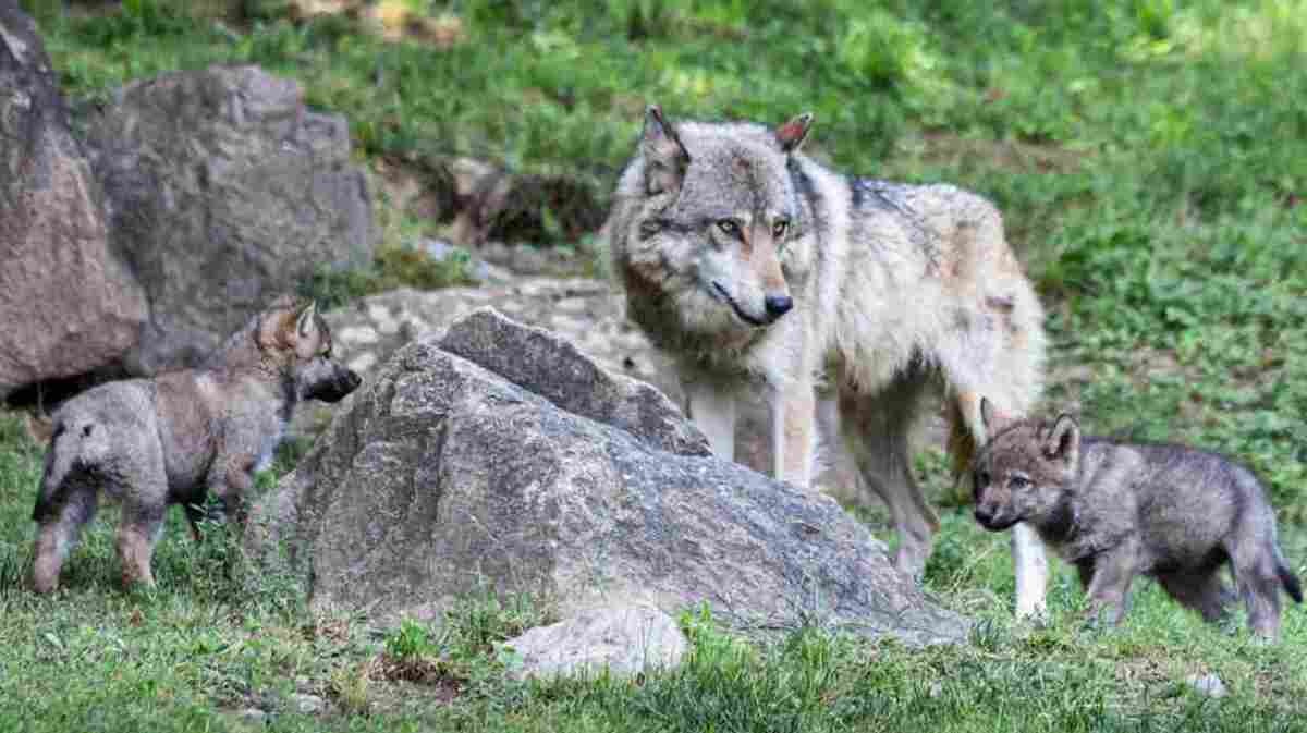 Abruzzo, allarme nel Parco: indagini su episodi che coinvolgono la fauna selvatica