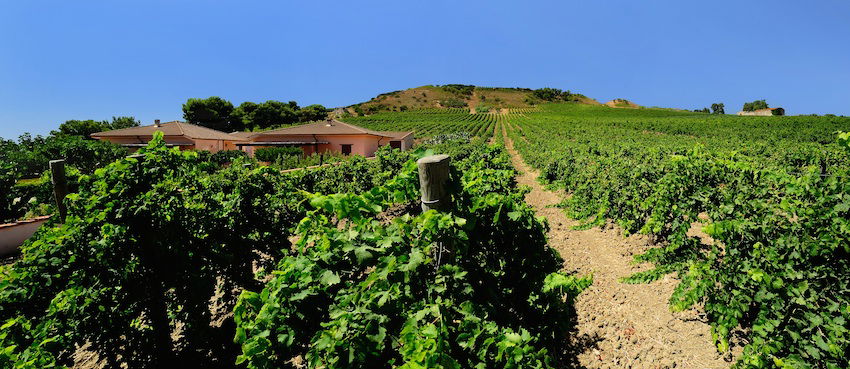 Cantine Rallo: artigiani del vino dal 1860
