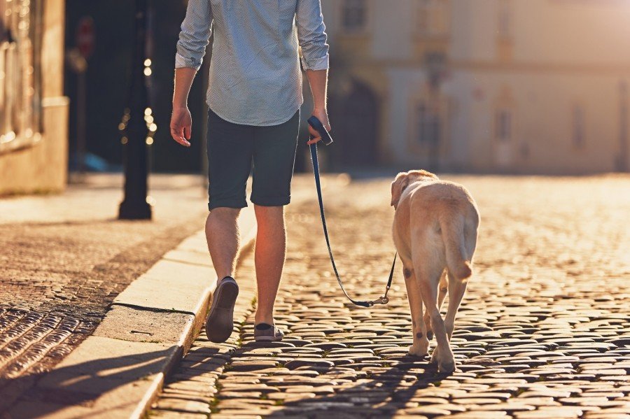 Bastano 30 minuti per iniziare a dimagrire passeggiando, anche con il proprio cane