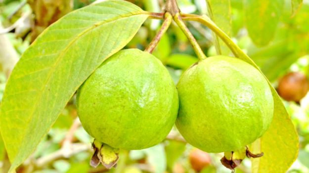 Stop alla calvizie: la cura naturale può venire dalle foglie di guava