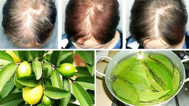 Stop alla calvizie: la cura naturale può venire dalle foglie di guava